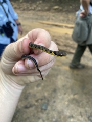Erythrolamprus epinephalus