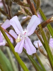 Stylidium pilosum