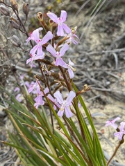 Stylidium pilosum