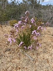 Stylidium pilosum