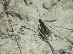 Arphia pseudonietana