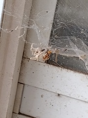 Parasteatoda tepidariorum