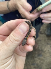 Erythrolamprus epinephalus