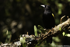 Cacicus chrysopterus