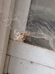 Parasteatoda tepidariorum