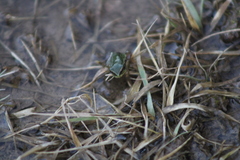 Hyla euphorbiacea