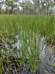 Eleocharis sphacelata