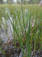 Eleocharis sphacelata