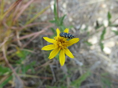 Acmaeodera