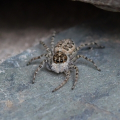 Menemerus semilimbatus