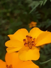 Tagetes tenuifolia