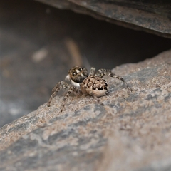 Menemerus semilimbatus