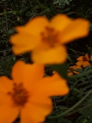 Tagetes tenuifolia
