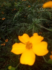 Tagetes tenuifolia