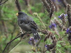 Catamenia analis