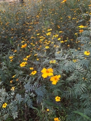 Tagetes tenuifolia