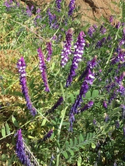 Vicia villosa