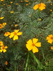 Tagetes tenuifolia