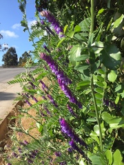 Vicia villosa