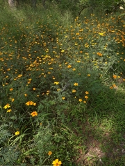 Tagetes tenuifolia