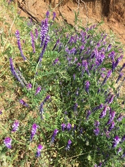 Vicia villosa