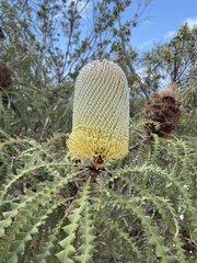 Banksia speciosa