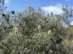 Banksia speciosa