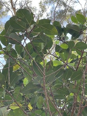 Ficus watkinsiana