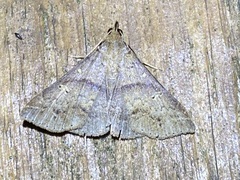 Renia discoloralis