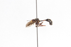 Physocephala furcillata