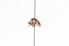 Physocephala furcillata