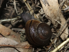 Helminthoglypta tudiculata
