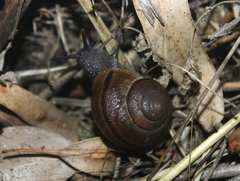Helminthoglypta tudiculata
