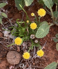 Leptorhynchos squamatus