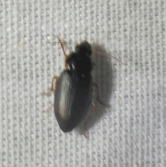 Notiobia terminata