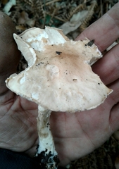 Limacella