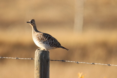 Tympanuchus phasianellus