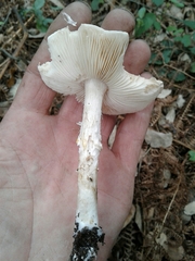 Limacella