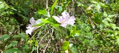 Bignonia callistegioides
