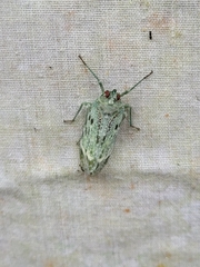 Fulgoridae