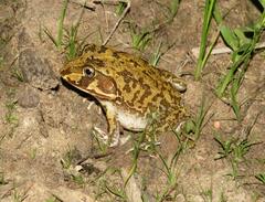 Ranoidea novaehollandiae