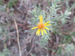 Heterotheca canescens