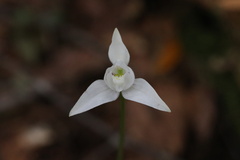 Codonorchis lessonii
