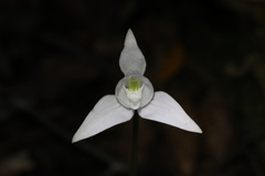 Codonorchis lessonii