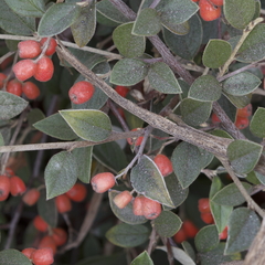 Cotoneaster franchetii
