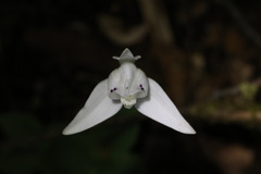Codonorchis lessonii