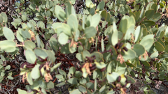 Arctostaphylos glauca
