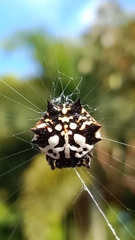 Gasteracantha sacerdotalis
