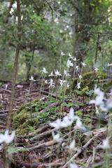 Codonorchis lessonii