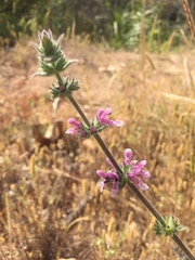 Stachys grandidentata